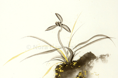 Spring orchid